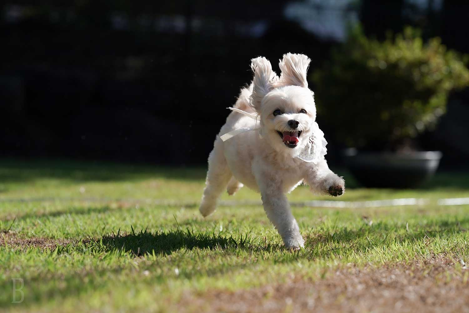 愛犬