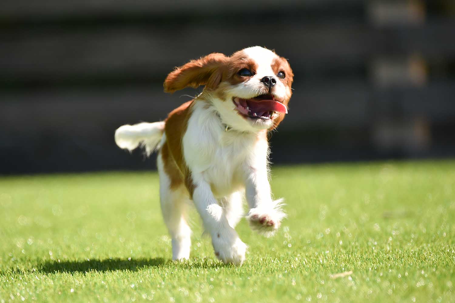 愛犬同伴宿泊規約
